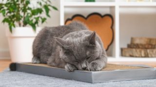 Melhores arranhadores para gatos