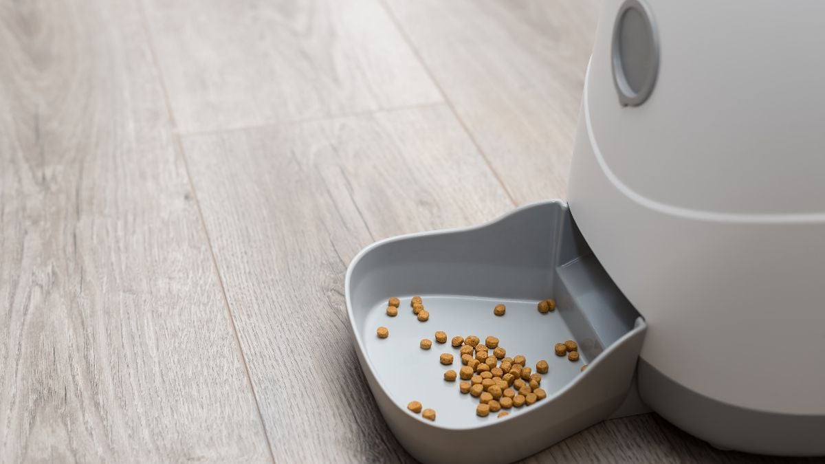 Qual o melhor alimentador automático para pets?
