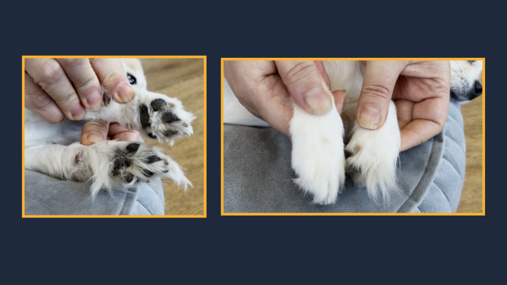 Comparativo das patinhas da Chloe